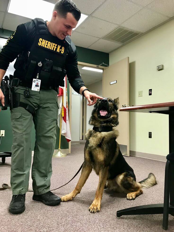 NASDU Certification & Security Dog Standards - Bizgrow holdings